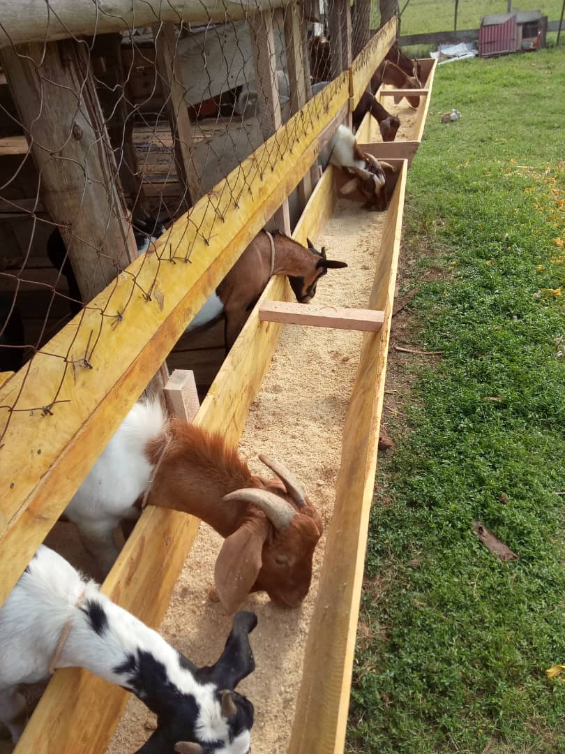 animal-farming